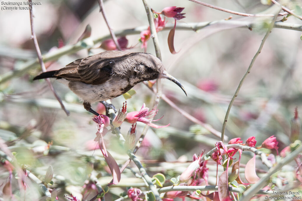 Dusky Sunbird male adult