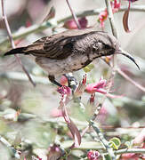 Dusky Sunbird