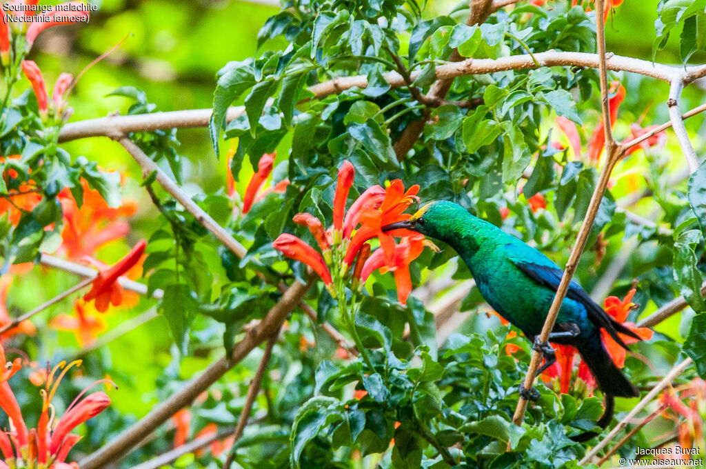 Malachite Sunbird male adult breeding