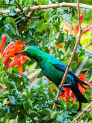 Malachite Sunbird