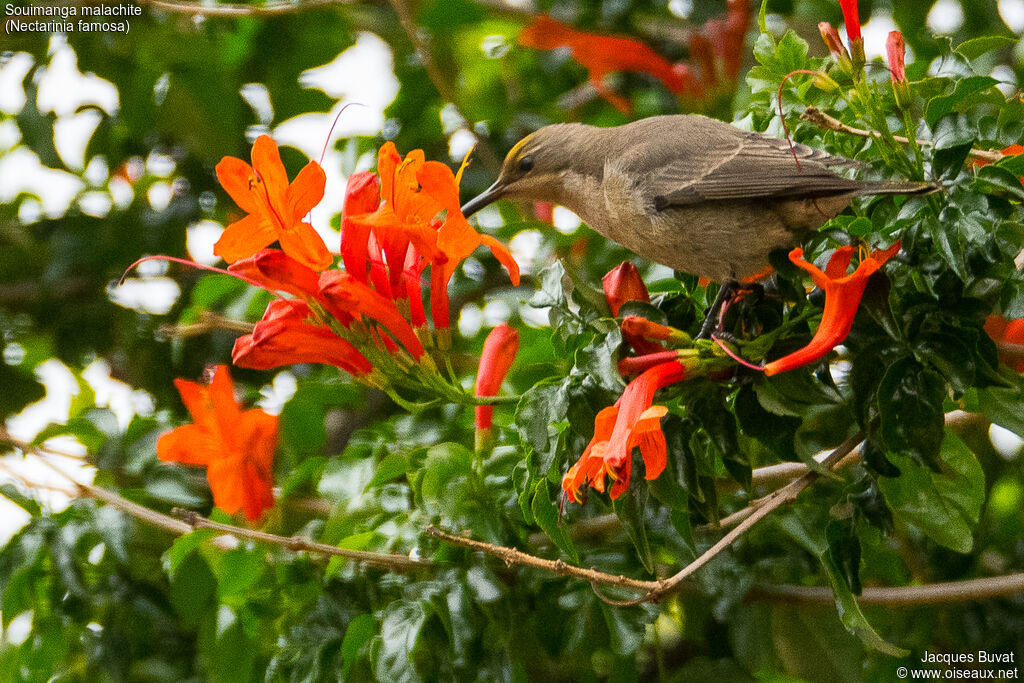 Malachite Sunbird female adult breeding