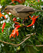 Malachite Sunbird