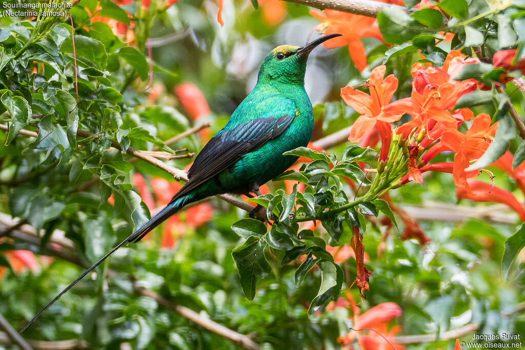 Malachite Sunbird male adult breeding