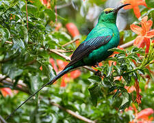 Malachite Sunbird