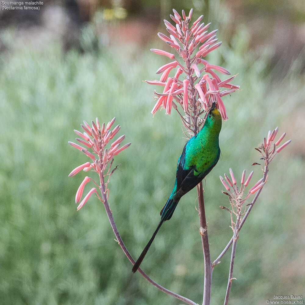 Malachite Sunbird male adult breeding