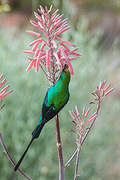 Malachite Sunbird