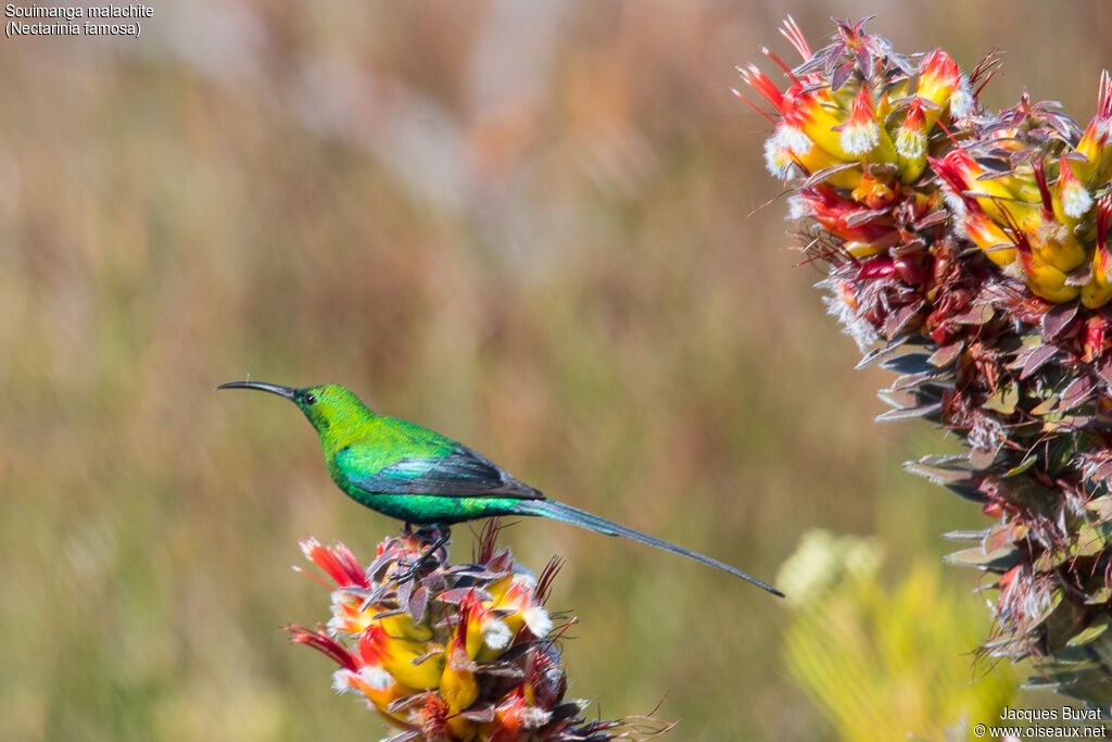 Malachite Sunbird male adult breeding