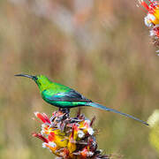 Malachite Sunbird