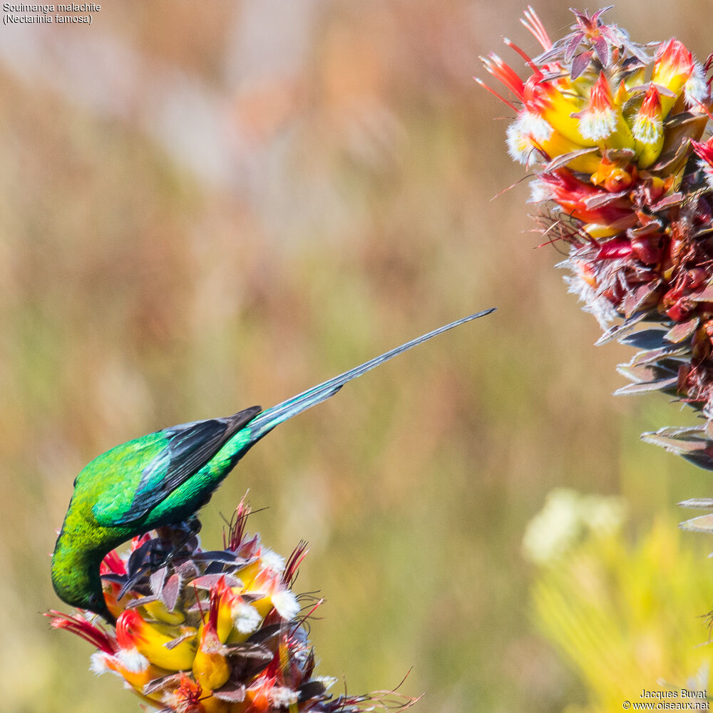 Malachite Sunbird male adult breeding