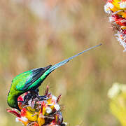 Malachite Sunbird