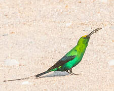 Malachite Sunbird