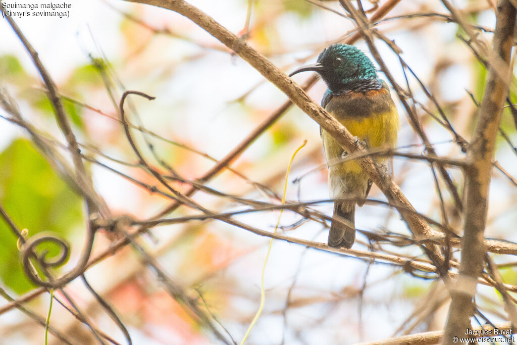 Souimanga Sunbird male adult breeding