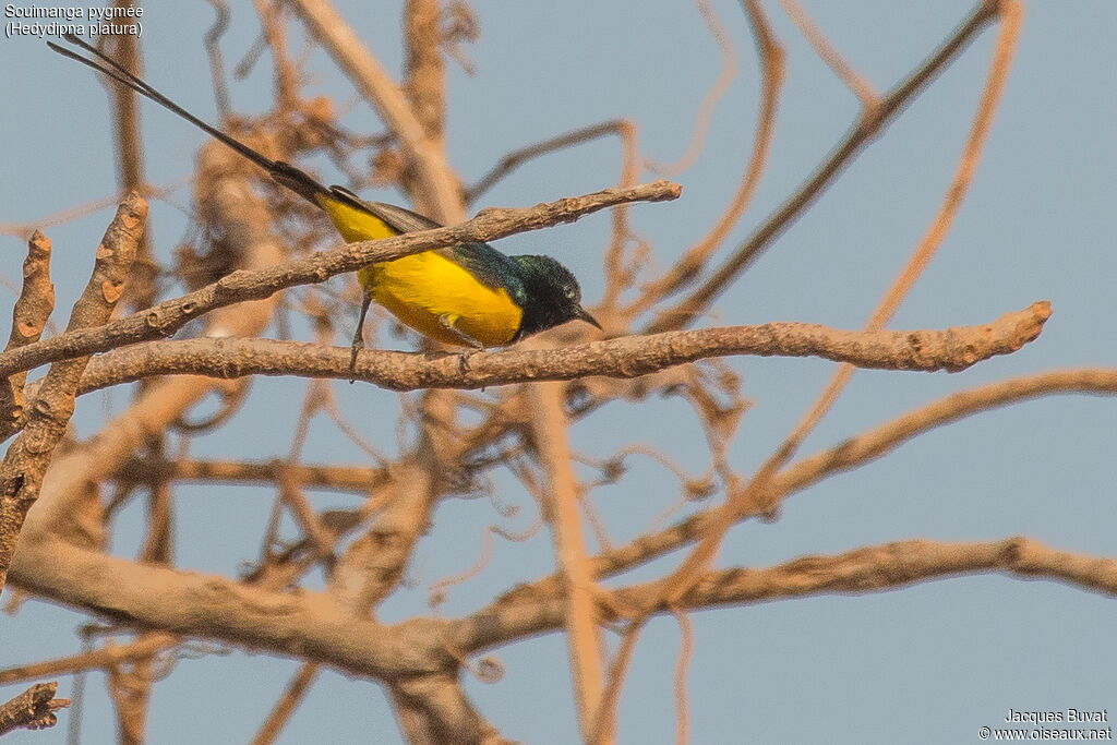 Pygmy Sunbird male adult breeding