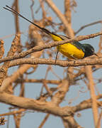 Pygmy Sunbird