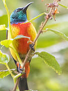 Regal Sunbird