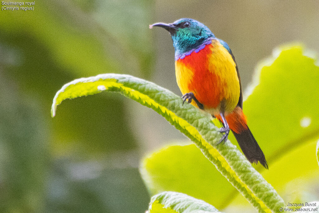 Regal Sunbird male adult breeding