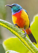 Regal Sunbird