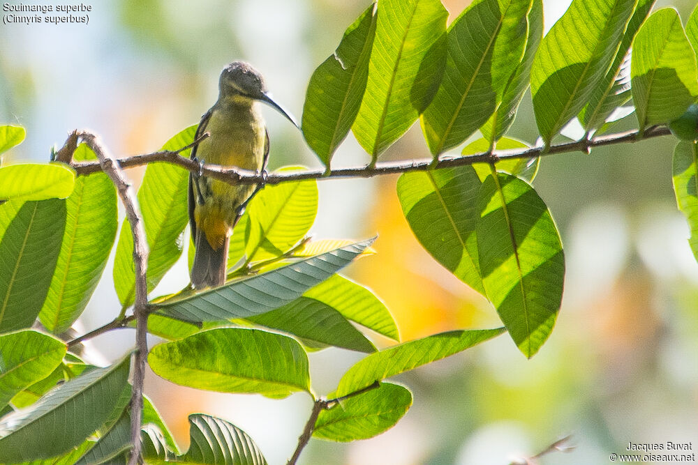 Superb Sunbird female adult