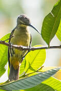 Superb Sunbird