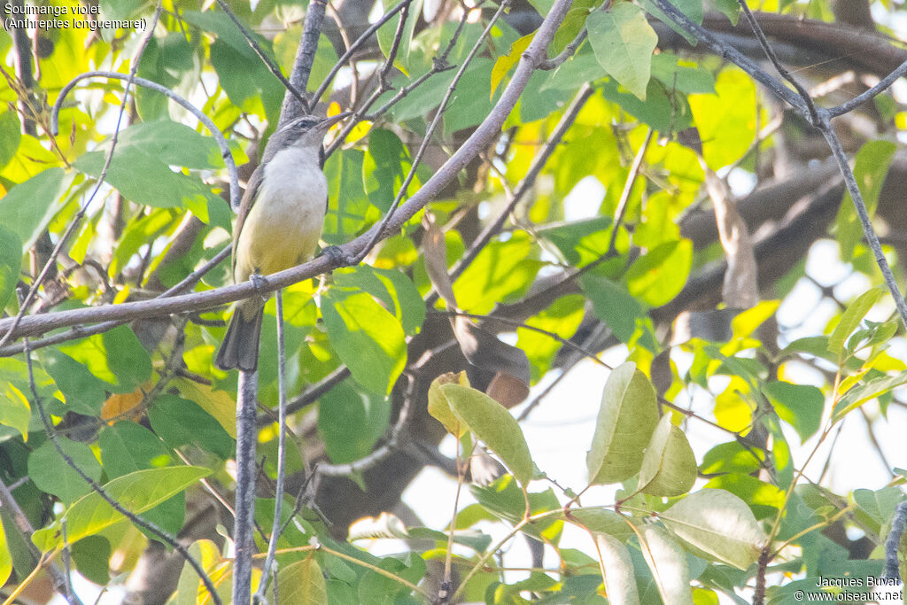 Western Violet-backed Sunbird female adult