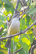 Western Violet-backed Sunbird