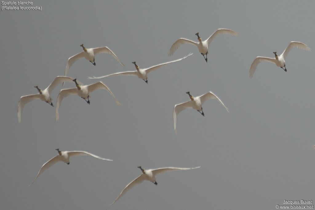 Eurasian Spoonbill