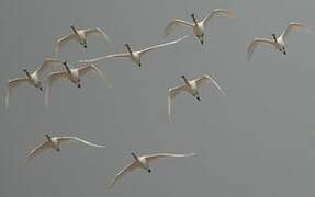 Eurasian Spoonbill