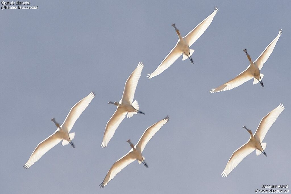 Eurasian Spoonbill