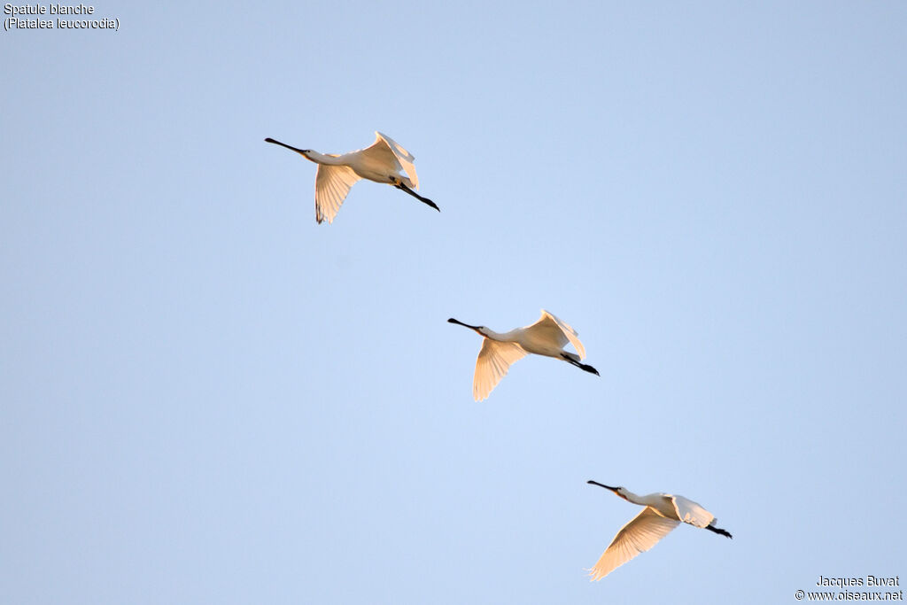 Eurasian Spoonbill, identification, aspect, pigmentation, Flight