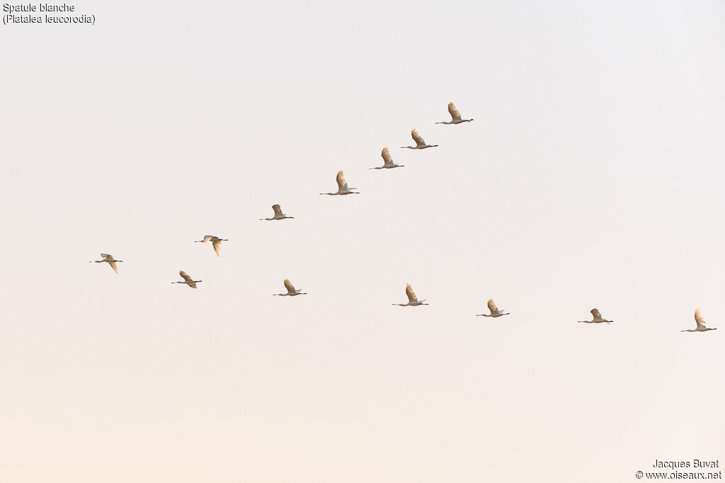 Eurasian Spoonbill, aspect, Flight