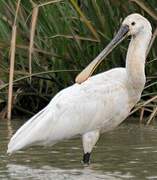 Eurasian Spoonbill