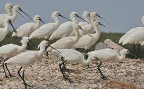 Eurasian Spoonbill