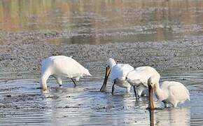 Eurasian Spoonbill