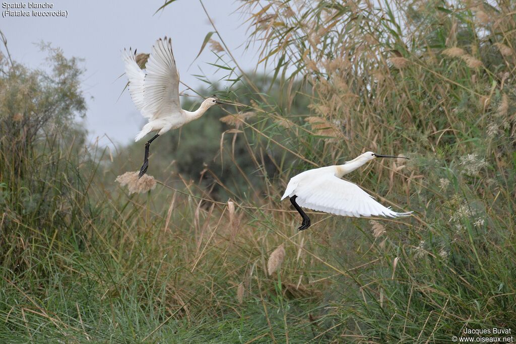 Eurasian Spoonbill