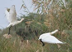 Eurasian Spoonbill