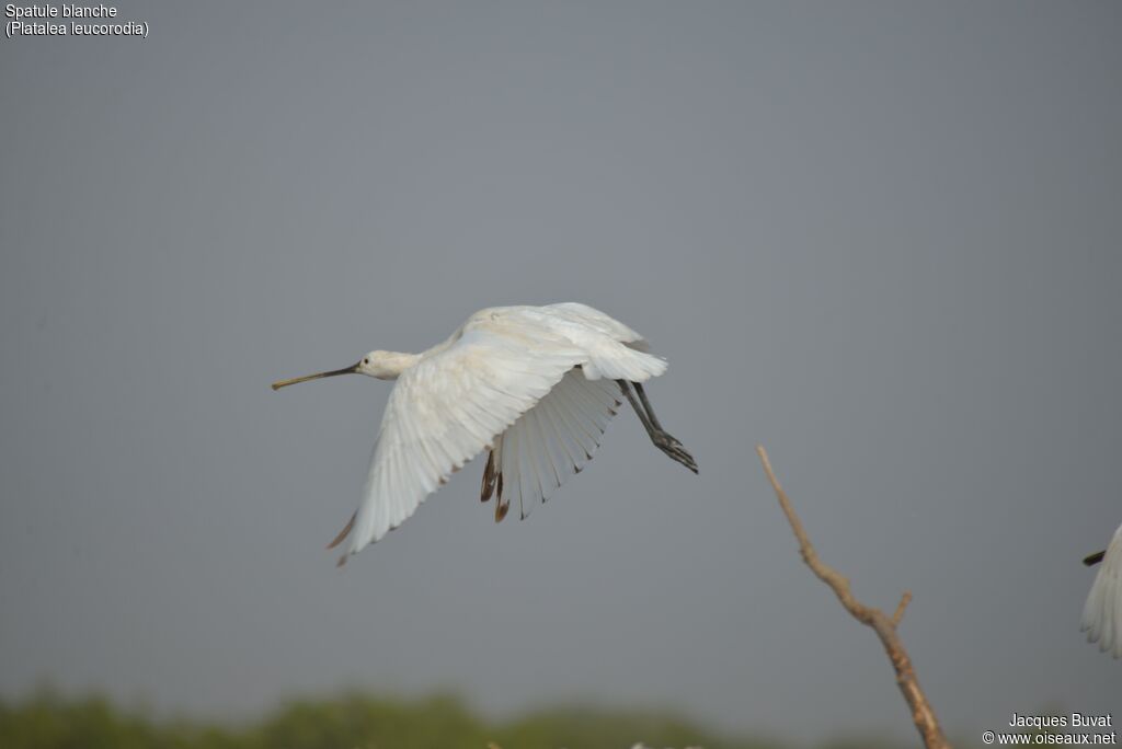 Eurasian Spoonbilljuvenile, identification, close-up portrait, aspect, pigmentation, Flight