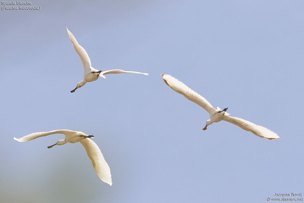 Eurasian Spoonbill, identification, aspect, pigmentation, Flight