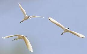 Eurasian Spoonbill