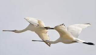 Eurasian Spoonbill