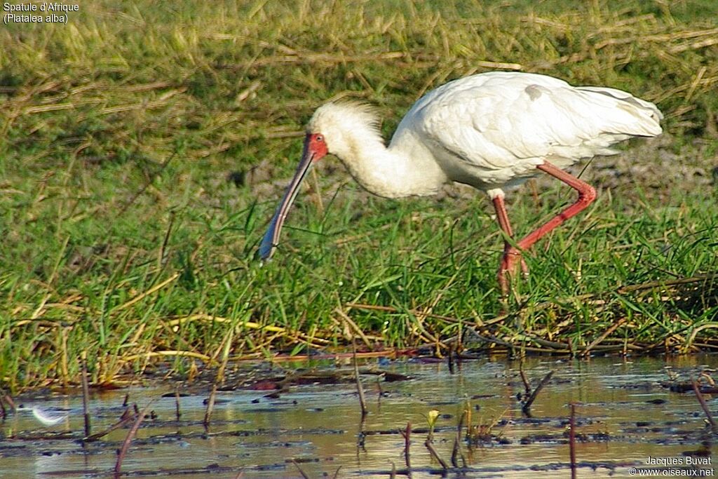 African Spoonbilladult breeding