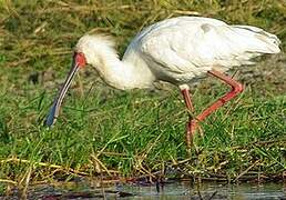 African Spoonbill