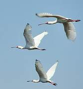 African Spoonbill