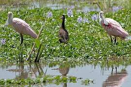 Roseate Spoonbill