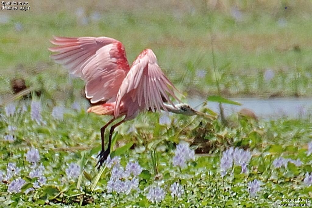 Roseate Spoonbilladult breeding, aspect, pigmentation, Flight