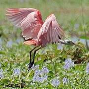 Roseate Spoonbill