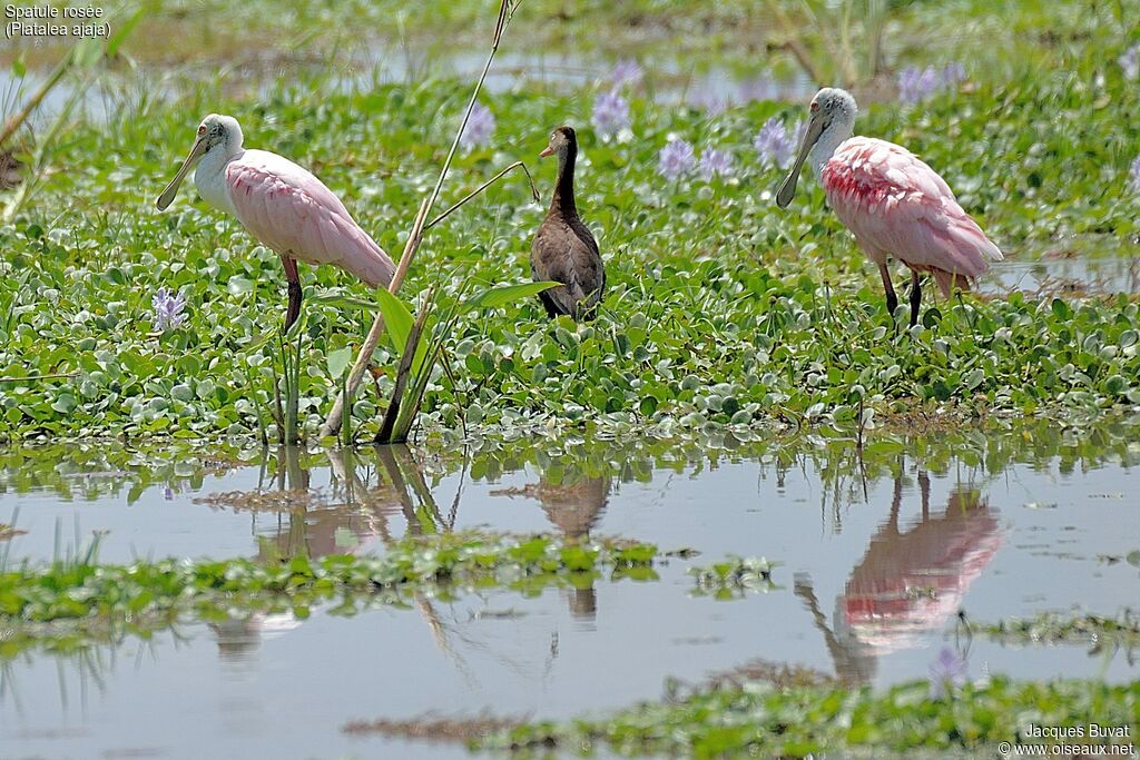 Roseate Spoonbilladult breeding, habitat, aspect, pigmentation