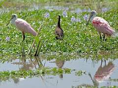 Roseate Spoonbill