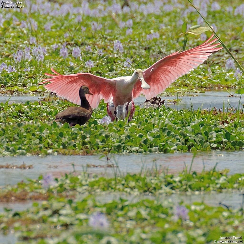 Roseate Spoonbilladult breeding, aspect, Flight