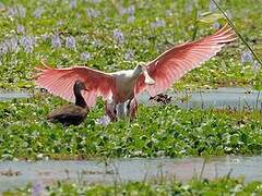 Roseate Spoonbill