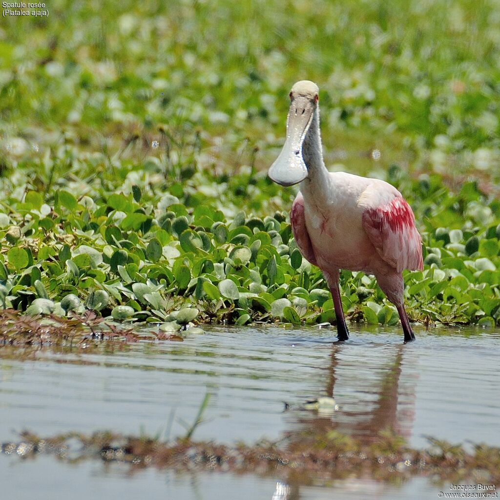 Roseate Spoonbilladult breeding, habitat, aspect, pigmentation, fishing/hunting